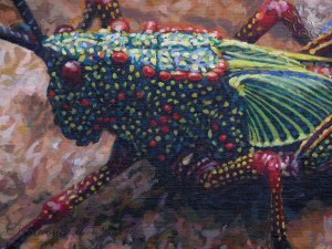 InsectGrasshopperDet1