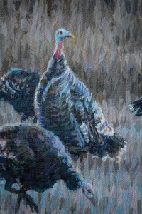 WildTurkeysDet2