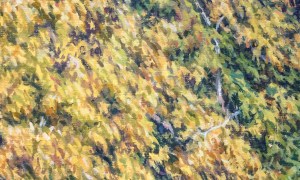 MorningMigration_Det3